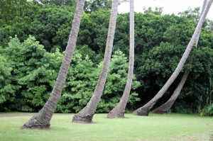 Dancing palms