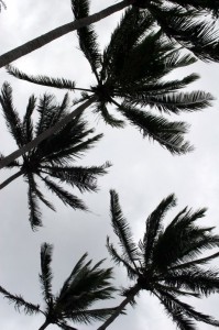 Palm trees