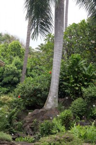 Garden at the Punalu'u Bakeshop 