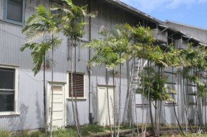 Palms and building