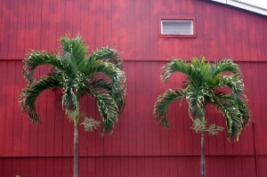 Palms and red building