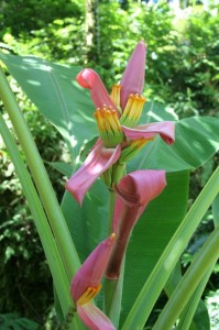 Botanical Gardens