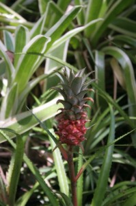 Baby Pineapple