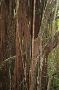 Other side of the banyon tree 