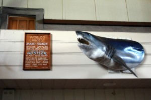 What's left of the world's largest mako shark