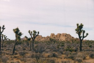 Joshua Tree - 1999