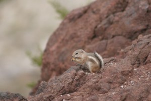 Chipmunk at Hoover Dam