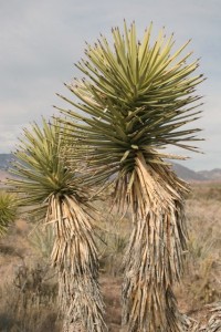 Bad hair day