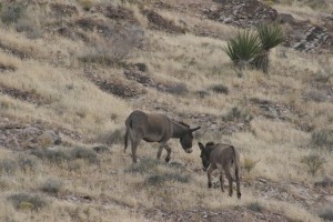 Wild burros