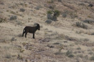 Wild burro