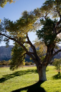 Spring Mountain Ranch