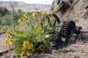 Abandoned machinery