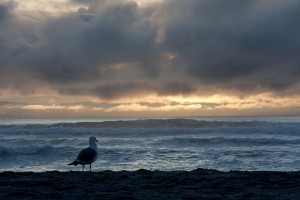 Seagull checks out the sunset