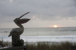 Pelican checks out the sunset