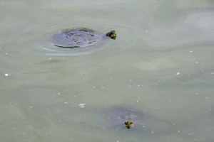 Turtles!