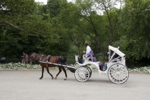 Horse drawn carriage (pedicab was more fun)