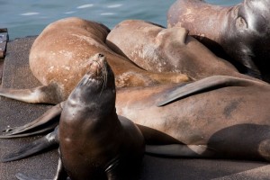 Sea Lion