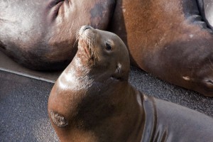 Sea Lion