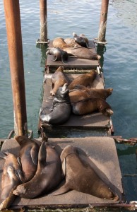 Sea Lions