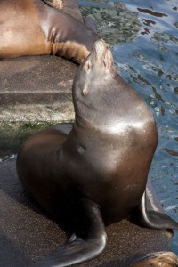 Sea Lion