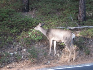 Deer close up