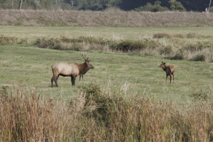 Elk Preserve