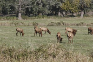 Elk Preserve