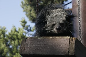 Asian Bearcat