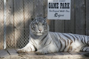 White tiger