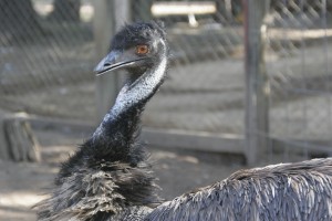 Emu