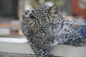 Leopard close-up