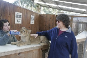 Marion pets the lion cub