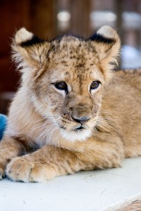 Lion cub