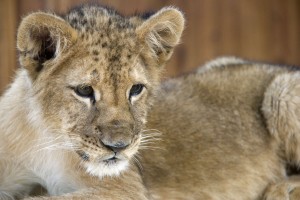 Lion cub