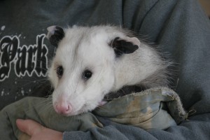 Opossum