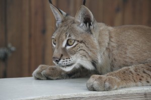 Siberian lynx