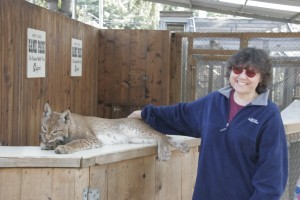 Marion pets the lynx