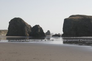 Rocks and seagulls