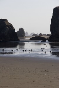 More rocks and seagulls