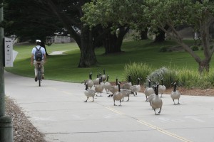 Geese on parade