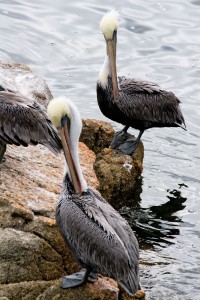 Pelicans