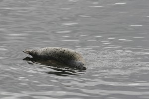 Sleeping sea lion