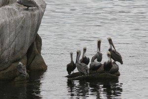 Pelican briefing