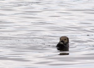 Sea otter