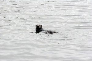 Sea otter