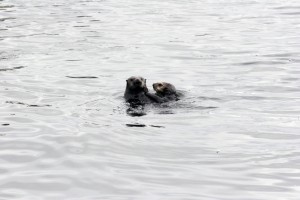 Sea otter couple