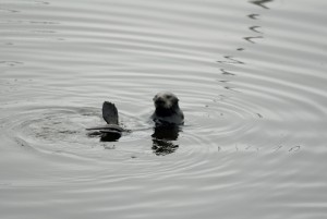 Sea otter