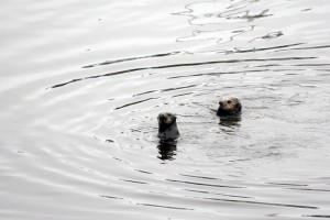 Sea otters