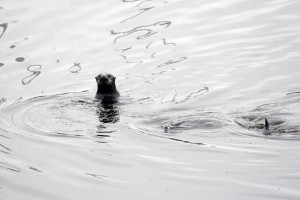 Sea otter