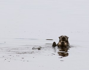 The very rare two-headed sea otter